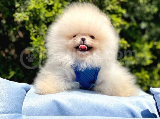 Safkan Teddy Pomeranian Yavrular görsel