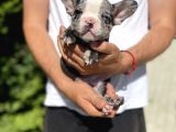 Blue Merle Nadi̇r Renk French Bulldog