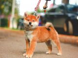 Secereli Shiba Inu Yavrular