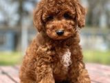 Bebek Surat Toy Poodle Yavrular