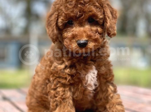 Bebek Surat Toy Poodle Yavrular görsel
