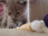 British Longhair Shorthair Bluepoint Yavrucuklarım Için Yuva Aranıyor