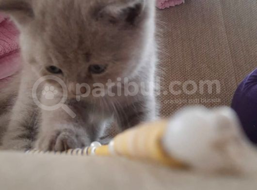 British Longhair Shorthair Bluepoint Yavrucuklarım Için Yuva Aranıyor görsel