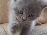 British Longhair Shorthair Bluepoint Yavrucuklarım için yuva aranıyor