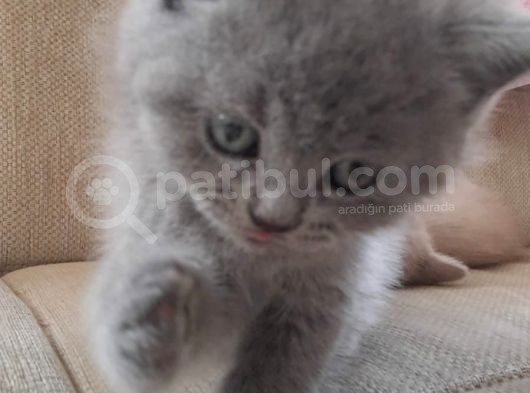 British Longhair Shorthair Bluepoint Yavrucuklarım Için Yuva Aranıyor