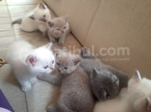 British Longhair Shorthair Bluepoint Yavrucuklarım Için Yuva Aranıyor görsel