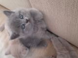 British Longhair Shorthair Bluepoint Yavrucuklarım Için Yuva Aranıyor