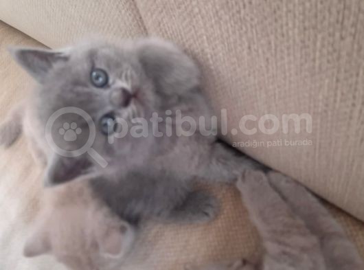 British Longhair Shorthair Bluepoint Yavrucuklarım Için Yuva Aranıyor görsel