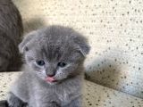 Scottish Fold