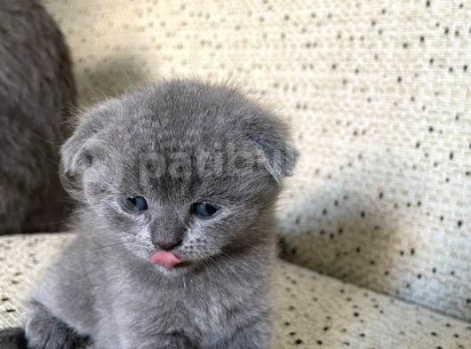 Scottish Fold görsel