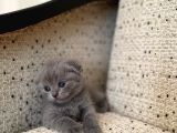 Scottish Fold