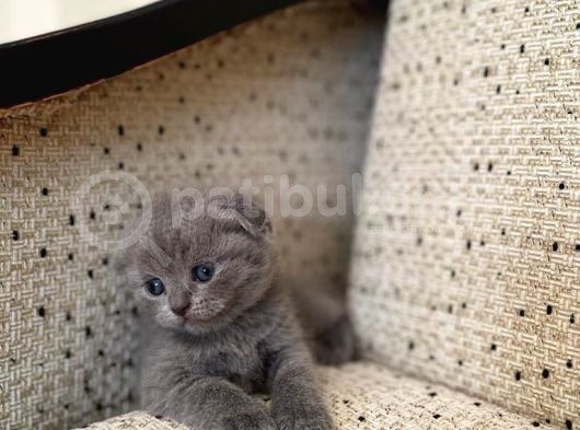 Scottish Fold görsel