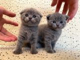 Scottish Fold