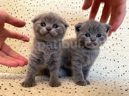 Scottish Fold