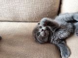 Scottish Fold