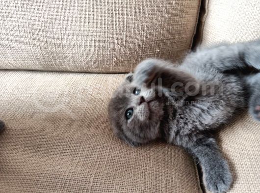 Scottish Fold görsel