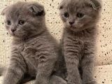 Scottish Fold