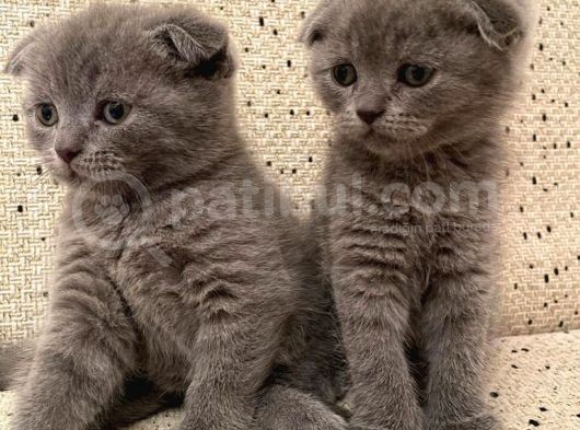 Scottish Fold görsel