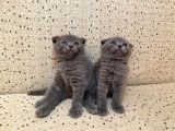 Scottish Fold