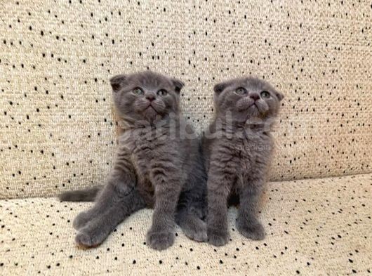 Scottish Fold görsel