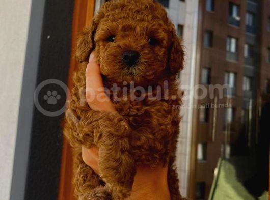 Tatlı Mı Tatlı Toy Poodle Yavrumuz