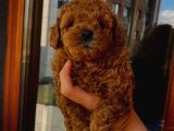 Tatlı Mı Tatlı Toy Poodle Yavrumuz