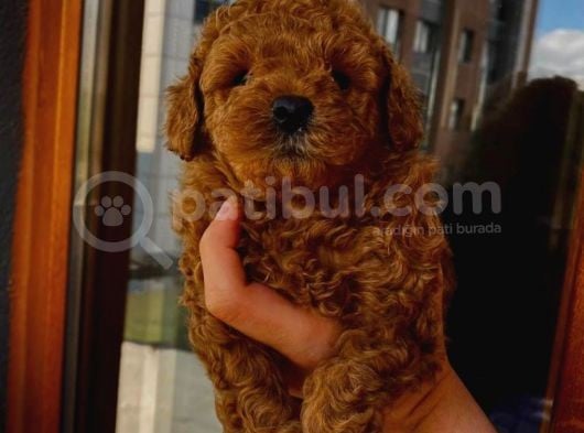 Tatlı Mı Tatlı Toy Poodle Yavrumuz görsel