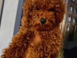 Güzel Toy Poodle Kızımız