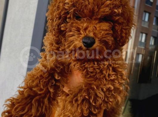Güzel Toy Poodle Kızımız