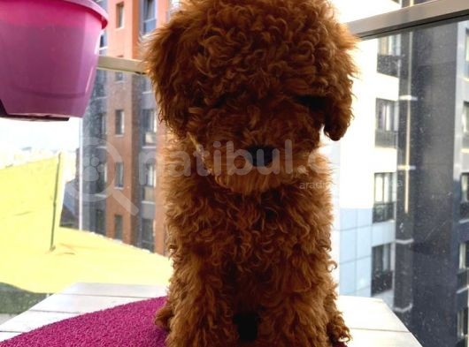 Güzel Toy Poodle Kızımız görsel