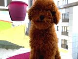 Güzel Toy Poodle Kızımız