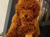 Güzel Toy Poodle Kızımız