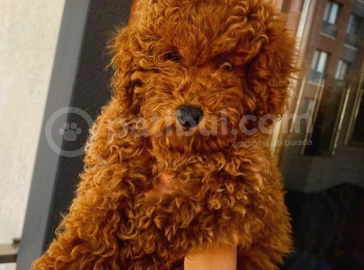 Güzel Toy Poodle Kızımız görsel