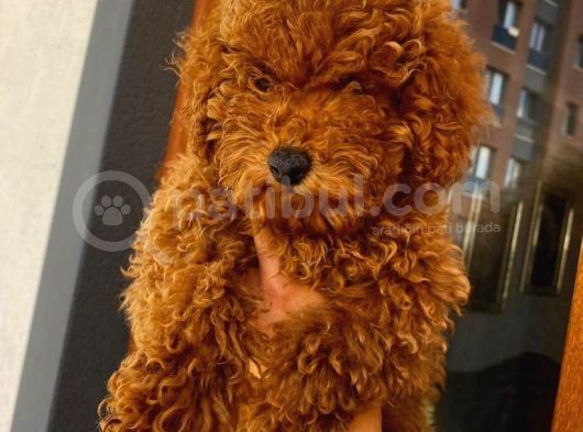 Güzel Toy Poodle Kızımız görsel