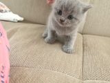 British Longhair Shorthair Bluepoint Yavrucuklarım Için Yuva Aranıyor