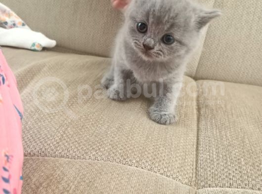 British Longhair Shorthair Bluepoint Yavrucuklarım Için Yuva Aranıyor görsel