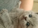British Longhair Shorthair Bluepoint Yavrucuklarım Için Yuva Aranıyor