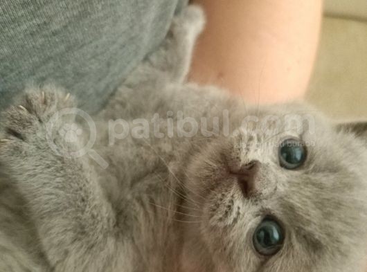 British Longhair Shorthair Bluepoint Yavrucuklarım Için Yuva Aranıyor görsel