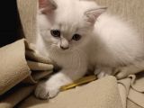 British Longhair Shorthair Bluepoint Yavrucuklarım Için Yuva Aranıyor