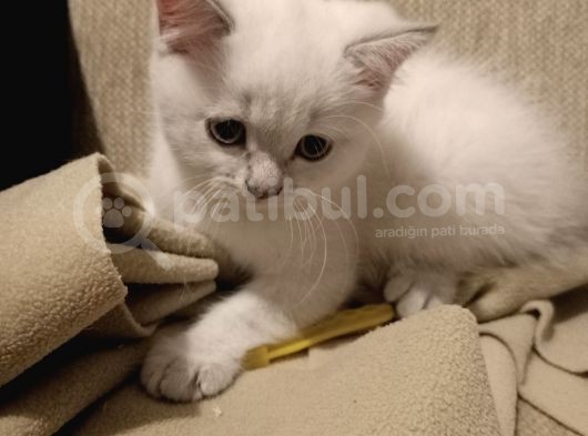 British Longhair Shorthair Bluepoint Yavrucuklarım Için Yuva Aranıyor görsel