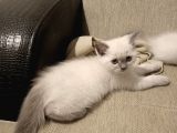 British Longhair Shorthair Bluepoint Yavrucuklarım Için Yuva Aranıyor