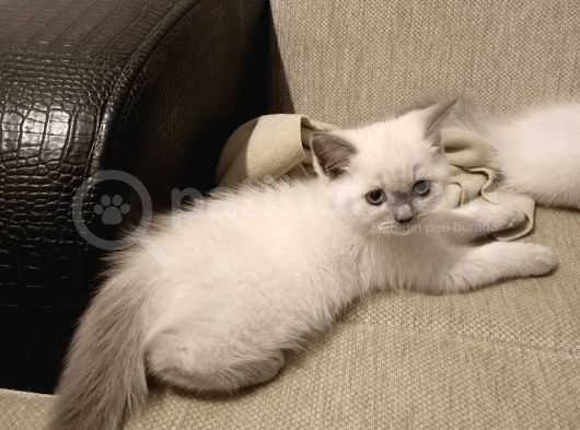 British Longhair Shorthair Bluepoint Yavrucuklarım Için Yuva Aranıyor görsel
