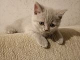 British Longhair Shorthair Bluepoint Yavrucuklarım Için Yuva Aranıyor