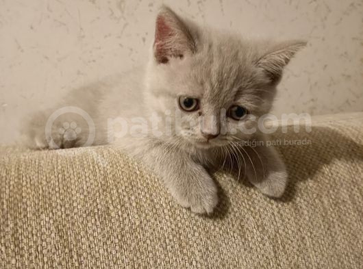 British Longhair Shorthair Bluepoint Yavrucuklarım Için Yuva Aranıyor görsel