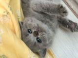 British Longhair Shorthair Bluepoint Yavrucuklarım Için Yuva Aranıyor