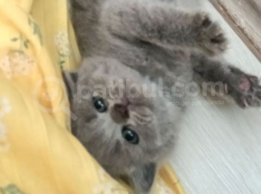 British Longhair Shorthair Bluepoint Yavrucuklarım Için Yuva Aranıyor görsel