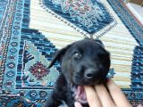 Cane Corso İtaliano Yavrular