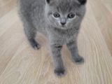 British Shorthair Yavrular Sahiplendirilir