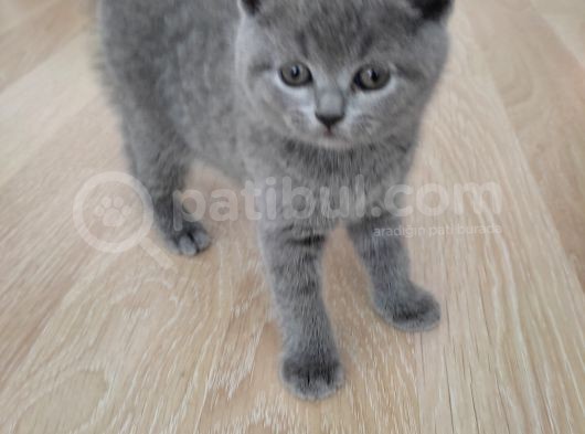 British Shorthair Yavrular Sahiplendirilir görsel