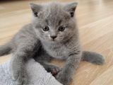 British Shorthair Yavrular Sahiplendirilir